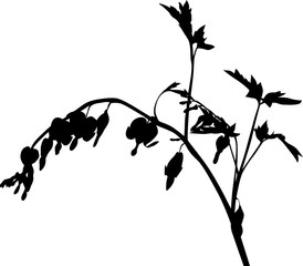 garden isolated black plant with small blooms