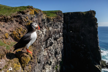 Puffin taken at the cliffs of Latrabjarg Iceland