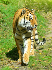 Siberian Tiger