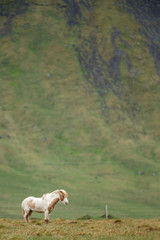 Icelandic horses in a Icelandic landscape
