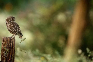 Little owl in last sunlight on a spring day
