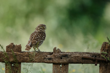 Little owl in last sunlight on a spring day
