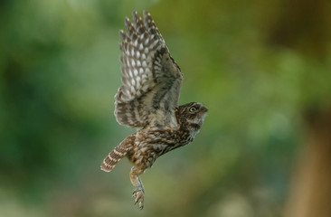 Little owl in last sunlight on a spring day
