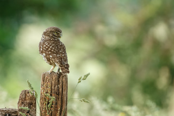 Little owl in last sunlight on a spring day
