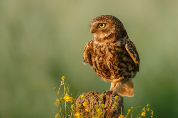 Little owl in last sunlight on a spring day
