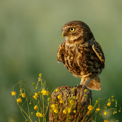 Little owl in last sunlight on a spring day

