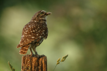 Little owl in last sunlight on a spring day
