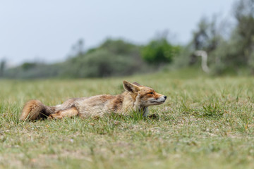 Red fox in nature on a sunny day