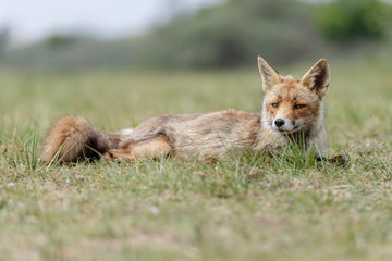 Red fox in nature on a sunny day