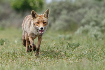 Red fox in nature on a sunny day