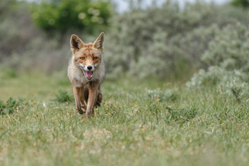 Naklejka na ściany i meble Red fox in nature on a sunny day