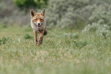 Red fox in nature on a sunny day