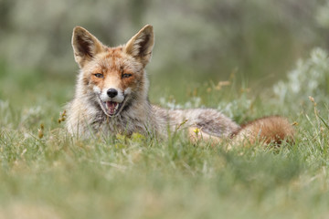 Fototapeta na wymiar Red fox in nature on a sunny day