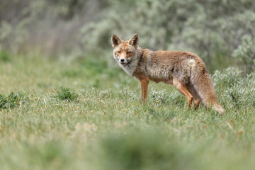 Naklejka na ściany i meble Red fox in nature on a sunny day