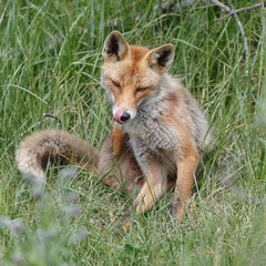 Red fox in nature on a sunny day