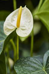 Anthurium wight 