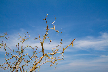 Big old tree dry branch with the sea