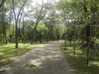 Fototapeta premium country road with tunnel tree