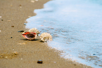 Sea shell rapan on the tropical sand beach