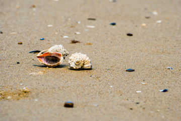 Sea shell rapan on the tropical sand beach