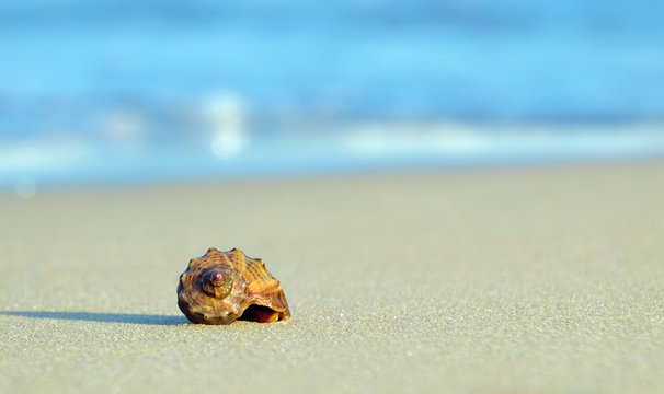 Clam shell on sea sandy shore on a sunny day closeup.