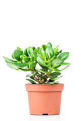 Crassula plant in the pot on white background