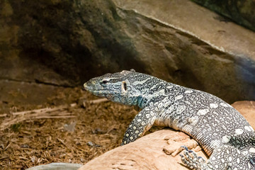 Gila Monster on Rock