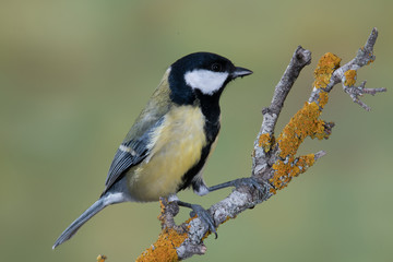 Obraz na płótnie Canvas Bird in wildlife