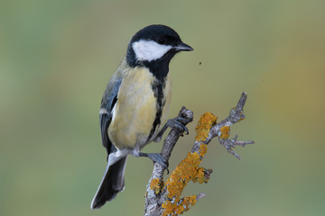 Obraz premium Bird in wildlife