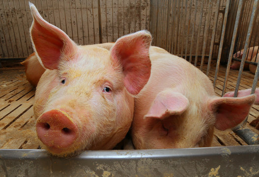 fat pigs in a sty on a farm
