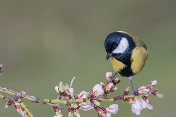 Bird in wildlife