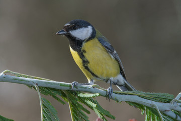 Obraz premium great tit