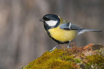 Bird in wildlife