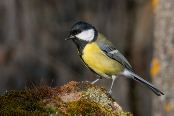 Fototapeta premium Bird in wildlife