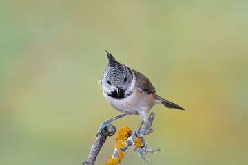 Bird in wildlife