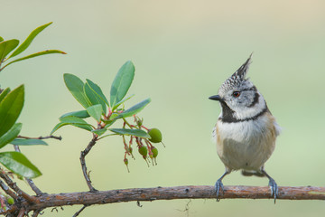 Bird in wildlife