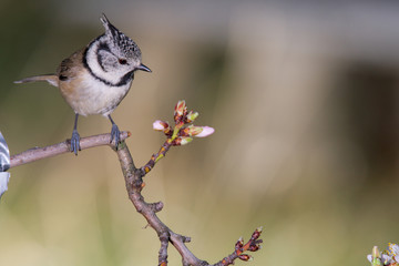 Bird in wildlife