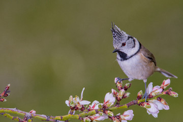 Bird in wildlife