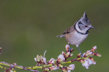 Bird in wildlife