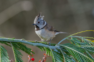Bird in wildlife