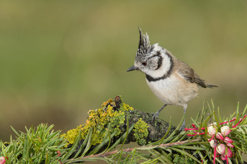 Bird in wildlife