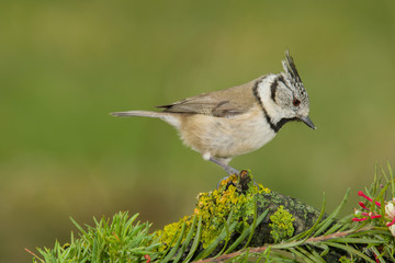 Bird in wildlife