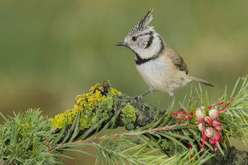 Bird in wildlife