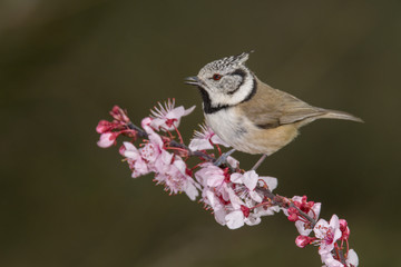 Bird in wildlife
