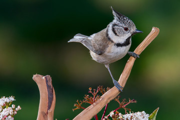 Bird in wildlife