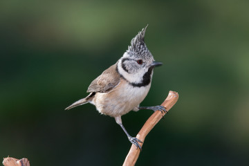 Bird in wildlife