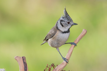 Bird in wildlife