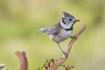 Bird in wildlife