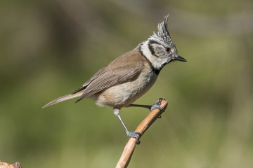 Bird in wildlife