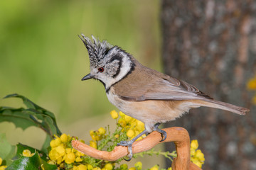 Bird in wildlife